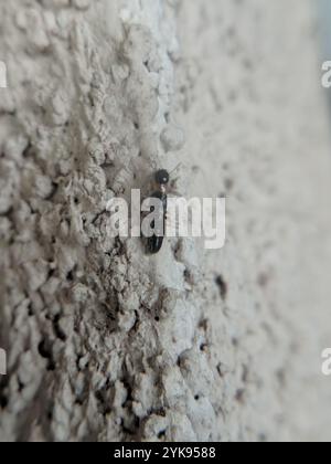 Termite di legno secco (Kalotermes flavicollis) Foto Stock