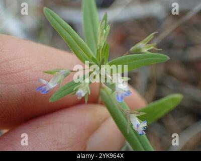 maria dagli occhi azzurri (Collinsia parviflora) Foto Stock