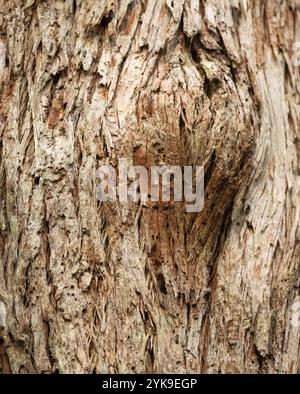 Corteccia di un albero con l'impressione di un volto cresciuto su di esso, sfondo, astratto, sovrapposizione, grafica. Foto Stock