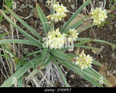 Monte Deathcamas (Anticlea elegans) Foto Stock