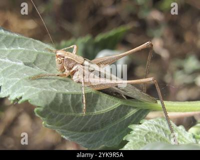 Cespuglio-cricket maculato (Tessellana tessellata) Foto Stock