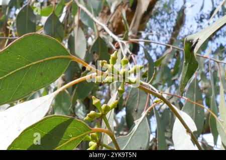 Coleottero tartaruga all'eucalipto (Paropsis charybdis) Foto Stock
