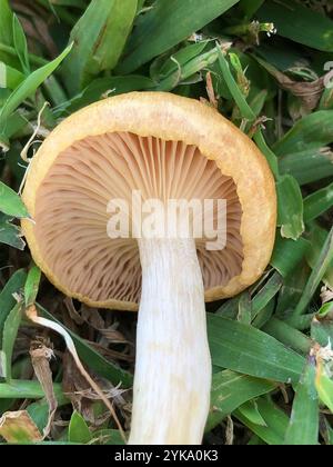 Fungo di miele senza anelli (Desarmillaria caespitosa) Foto Stock