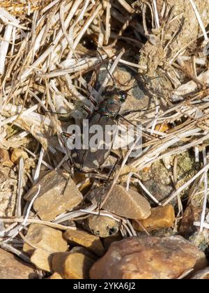 Coleottero tigre a dodici macchie (Cicindela duodecimguttata) Foto Stock