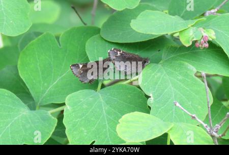 Comune skipper stradale (Amblyscirtes vialis) Foto Stock