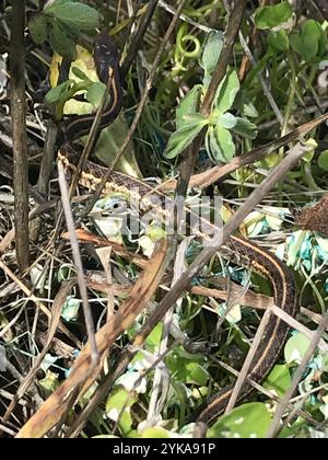 Costa Garter Snake (Thamnophis elegans terrestris) Foto Stock