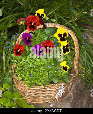 Colorate pansie rosse e gialle, piante annuali, coltivate in cesto di vimini riciclato in giardino Foto Stock