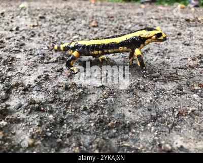 Bloccate salamandra pezzata (Salamandra salamandra terrestris) Foto Stock