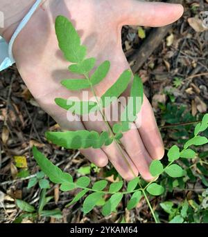 American Royal Fern (Osmunda spectabilis) Foto Stock
