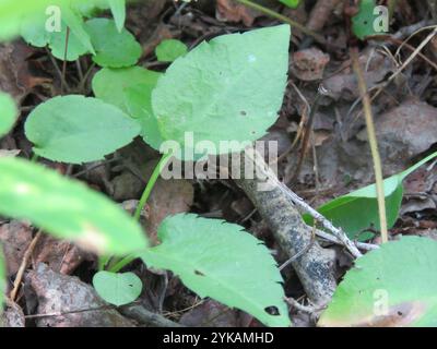 Lindley's Aster (Symphyotrichum ciliolatum) Foto Stock