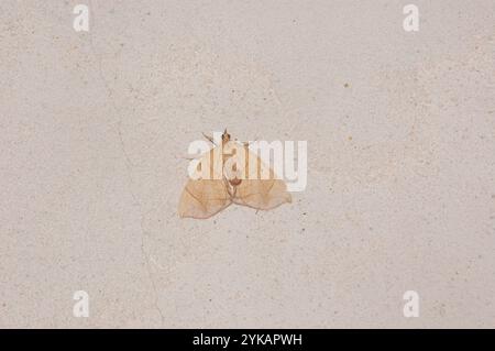 Goto di loper della grande vite (Eulithis gracilineata) Foto Stock