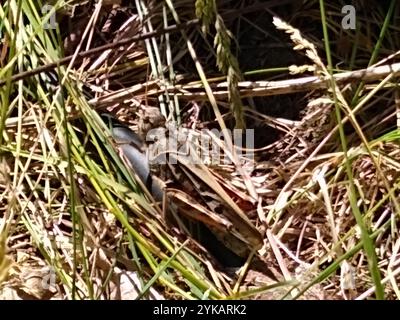 Grasshopper con ali di corallo (Pardalophora apiculata) Foto Stock