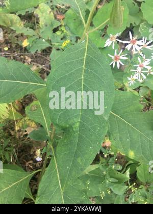 Alghe di latte (Asclepias exaltata) Foto Stock