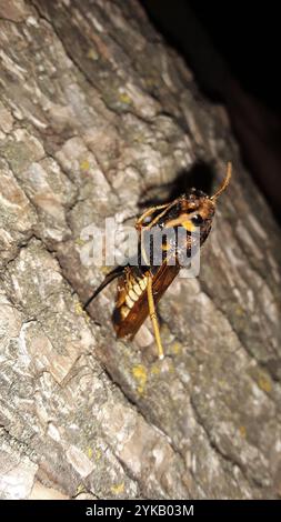 Coda di piccione (Tremex columba) Foto Stock