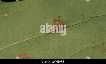 Macchia di foglie di tulipani (Resseliella liriodendri) Foto Stock