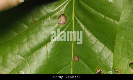 Macchia di foglie di tulipani (Resseliella liriodendri) Foto Stock
