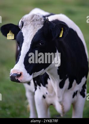 Vacche Holstein su un prato durante il giorno di sole. Mucca Holstein olandese bianca e nera che cammina e mangia erba sul prato verde. Frisone britannico. Nero pied Foto Stock