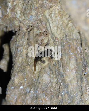 Salamandra delle grotte italiane (Speleomantes italicus) Foto Stock