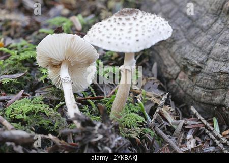 Lucidatura di gatto (Lepiota felina) Foto Stock