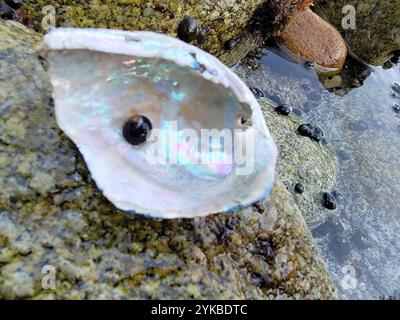 Abalone nero (Haliotis cracherodii) Foto Stock