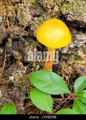 Bolete con gambo corto (Aureoboletus betula) Foto Stock