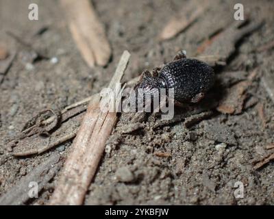 Weevil radice di fragola (Otiorhynchus ovatus) Foto Stock