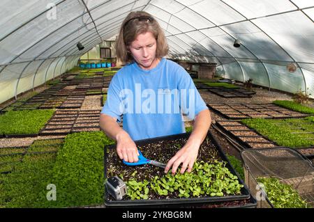 Rebecca Evans Chadwick dolcemente raccoglie un piccolo numero di germogli di semi di girasole prima che lei li taglia per il perfetto morso dimensioni micro verdi lunghezza per Manakintowne Specialty coltivatori, un 21-acre farm in Powhatan County, Virginia, dove Jo Pendergraph, la sua famiglia e il team sollevare specialty produrre per cuochi e mercati di Richmond, Charlottesville e Williamsburg e un mozzo di cibo, il Venerdì, 6 maggio 2011. Questo include i prodotti alimentari in linea di mozzo Lulus cibo locale servita dalla caduta linea cooperativa di aziende agricole. Questa è una delle aziende che cuochi ottenere quelle apparentemente verdi uniche come il francese Sorrel, germogli di piselli, Fr Foto Stock
