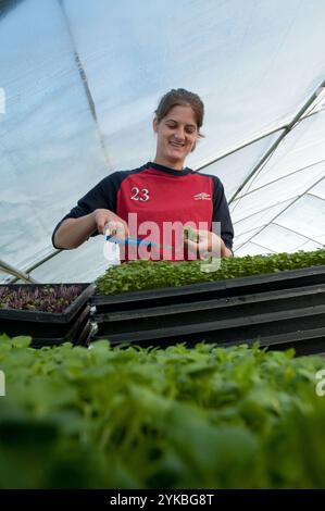 Kate Lainhart solleva delicatamente lontano un piccolo numero di germogli di semi di girasole ha tagliato per il perfetto morso dimensioni micro verdi lunghezza al Manakintowne Specialty coltivatori, un 21-acre farm in Powhatan County, Virginia, dove Jo Pendergraph, la sua famiglia e il team sollevare specialty produrre per cuochi e mercati di Richmond, Charlottesville e Williamsburg e un mozzo di cibo, il Venerdì, 6 maggio 2011. Questo include i prodotti alimentari in linea di mozzo Lulus cibo locale servita dalla caduta linea cooperativa di aziende agricole. Questa è una delle aziende che cuochi ottenere quelle apparentemente verdi uniche come il francese Sorrel, germogli di piselli, Frisee, Tat soi, Mizu Foto Stock