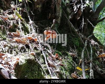 Jack-o'-lanterna dell'America orientale (Omphalotus illudens) Foto Stock