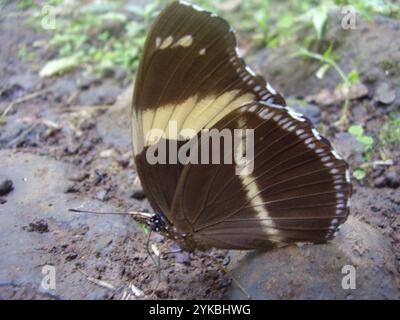 (Hypolimnas salmacis thomensis) Foto Stock