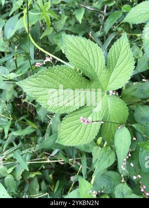 Luppolo giapponese (Humulus Scandens) Foto Stock