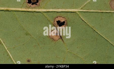 Macchia di foglie di tulipani (Resseliella liriodendri) Foto Stock
