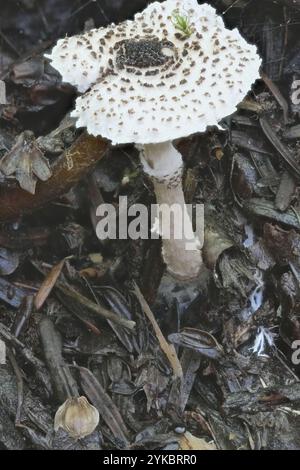 Lucidatura di gatto (Lepiota felina) Foto Stock