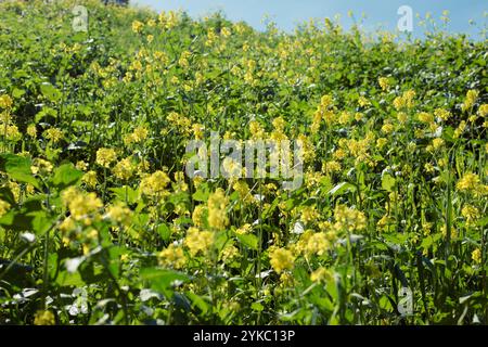 Fiori gialli in un campo in una giornata di sole Foto Stock