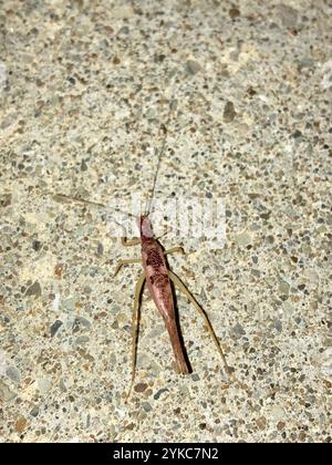 Cricket a due macchie (Neoxabea bipunctata) Foto Stock