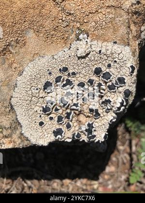 Lichen nero (Tephromela atra) Foto Stock