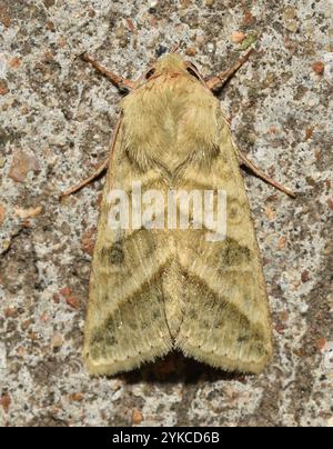 Budworm Moth per tabacco (Chloridea virescens) Foto Stock