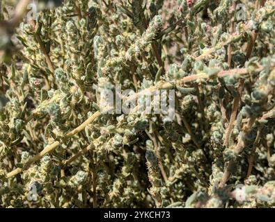 Fivehorn smotherweed (Bassia hyssopifolia) Foto Stock