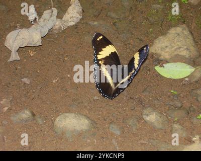 (Hypolimnas salmacis thomensis) Foto Stock