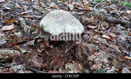 Bolo di faggio amaro (Caloboletus calopus) Foto Stock