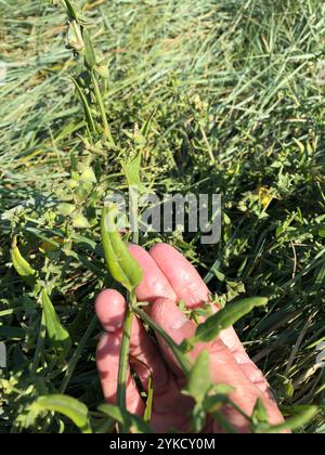 Saltbush strisciante (Atriplex prostrata) Foto Stock