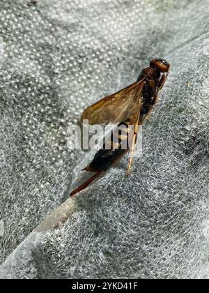 Coda di piccione (Tremex columba) Foto Stock