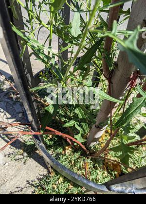 Falso razzo londinese (Sisymbrium loeselii) Foto Stock