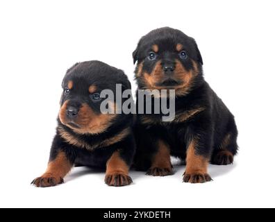 Cuccioli rottweiler davanti a uno sfondo bianco Foto Stock