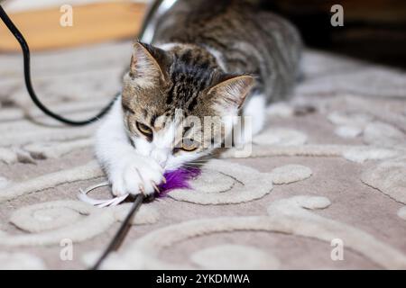 Un gatto vivace sta giocherellando con un soffice giocattolo di piume su un comodo divano, mostrando le sue giocose buffonate e curiosità Foto Stock