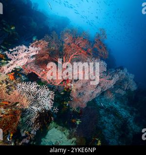 barriera corallina raja ampat Foto Stock