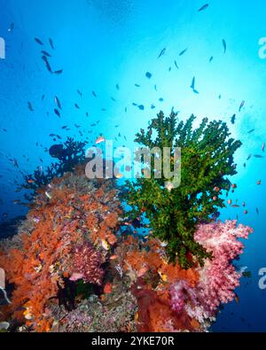 affioramento corallino raja ampat Foto Stock