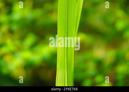 Foto ravvicinata estrema della foglia di canna da zucchero Foto Stock