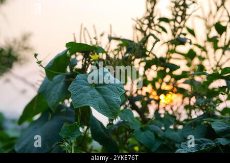 Foto ravvicinate di foglie di cetriolo e fiori al tramonto con luci dorate cinematografiche Foto Stock