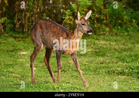 roe doe nella muta, autunno Foto Stock